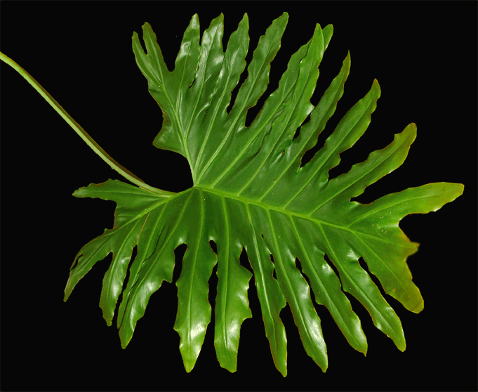 فیلودندرون برگ انجیری